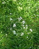 Asperula tinctoria