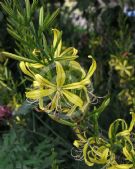 Asphodeline liburnica