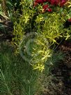 Asphodeline liburnica