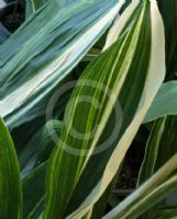 Aspidistra elatior Variegata