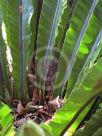 Asplenium australasicum