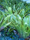 Asplenium australasicum