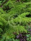 Asplenium bulbiferum