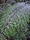 Asplenium bulbiferum