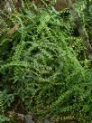 Asplenium flabellifolium