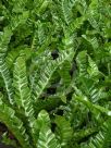 Asplenium nidus Bush Baby