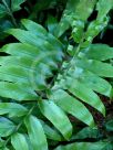 Asplenium oblongifolium