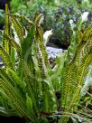 Asplenium scolopendrium