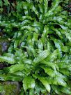 Asplenium scolopendrium