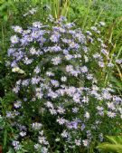 Symphyotrichum ericoides