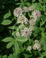 Astrantia major