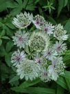 Astrantia major