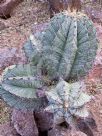 Astrophytum ornatum