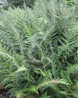 Athyrium filix-femina