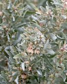 Atriplex cinerea