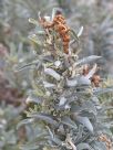 Atriplex cinerea