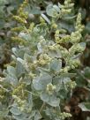 Atriplex rhagodioides