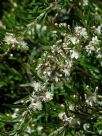 Austromyrtus tenuifolia