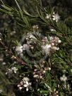 Austromyrtus tenuifolia