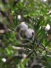 Austromyrtus tenuifolia