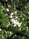 Austromyrtus tenuifolia