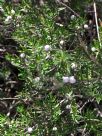 Austromyrtus tenuifolia