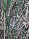 Austrostipa ramosissima