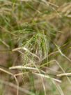 Austrostipa ramosissima