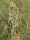 Austrostipa ramosissima