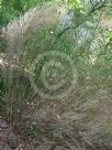 Austrostipa ramosissima