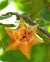 Averrhoa carambola