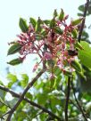 Averrhoa carambola