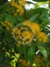 Azara lanceolata