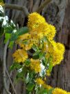 Azara lanceolata