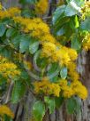 Azara lanceolata