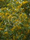 Azara lanceolata