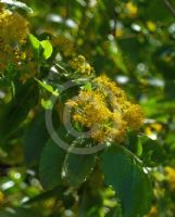 Azara serrata