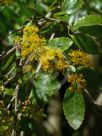 Azara serrata