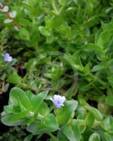 Bacopa caroliniana