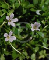 Bacopa monnieri