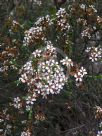 Baeckea brevifolia