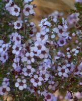 Baeckea crassifolia