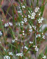 Baeckea linifolia