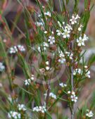 Baeckea linifolia