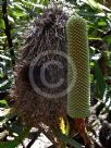 Banksia aemula