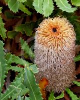 Banksia baueri