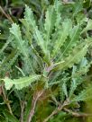 Banksia baueri