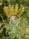 Banksia baxteri