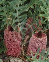 Banksia blechnifolia