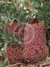 Banksia blechnifolia